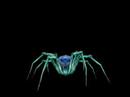 Glassweb Spider
