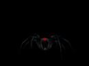 Vicious Night Web Spider