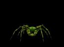 Carrion Recluse