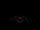 Black Widow Hatchling