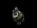 Enraged Silverback