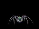 Pygmy Venom Web Spider