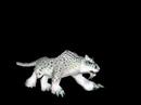 Juvenile Snow Leopard